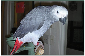 African Grey Parrot
