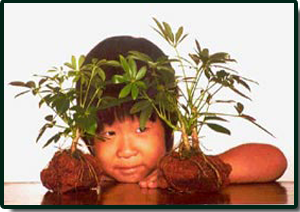 Dwarf Schefflera