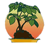 Bonsai tree